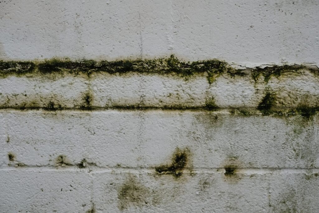 White-painted masonry wall with a horizontal band of green algae and dark damp stains
