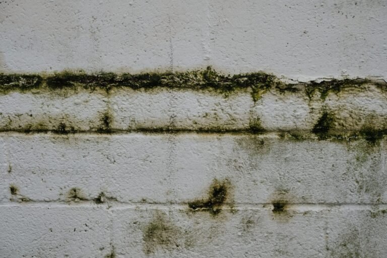 White-painted masonry wall with a horizontal band of green algae and dark damp stains